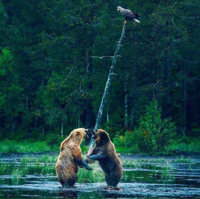 Картинок всяких