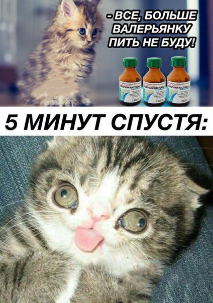 Прикольные картинки обо всём