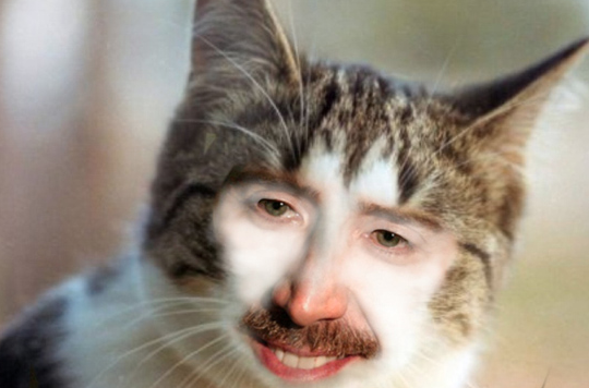 Ненавижу кота