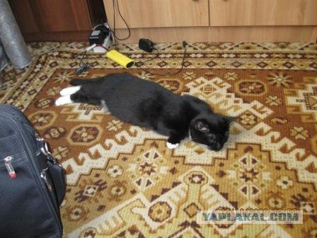 Выходные у кота