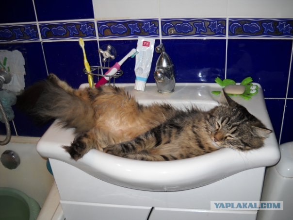 Котовторник, 19 октября