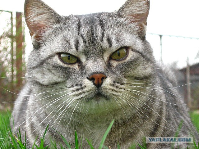 Как же можно про котовторник забыть?!