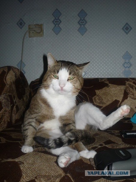 Котовторник на середину июня