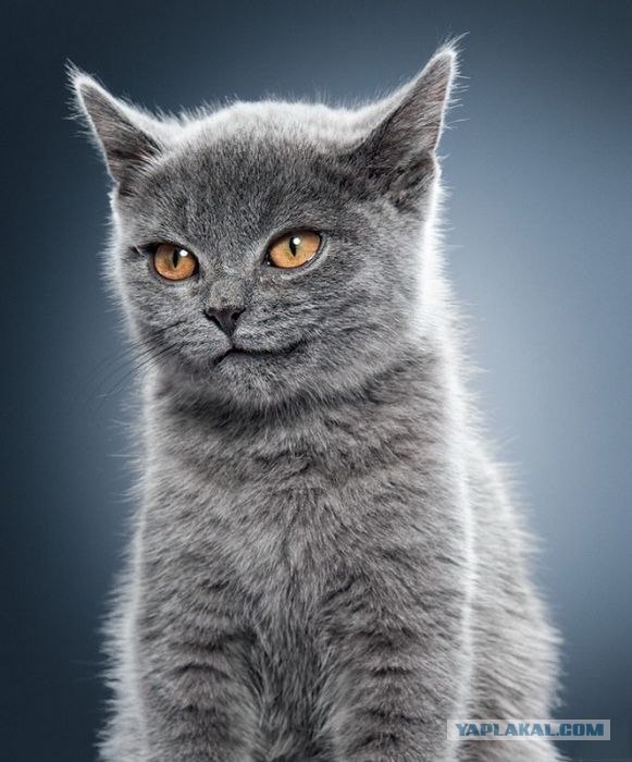 Котовторник так котовторник!