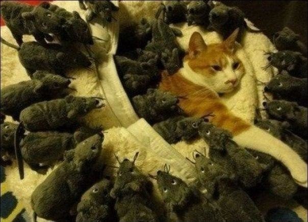 Немного милоты