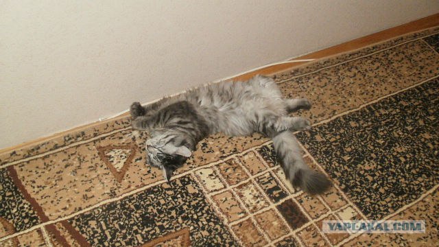 Котовторник (10.01.2012)