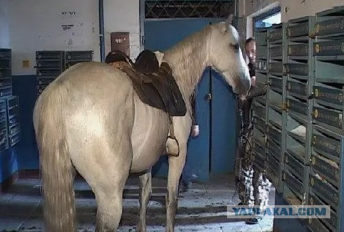 Соседи создали общий чат дома. Больше никто друг с другом не общается!