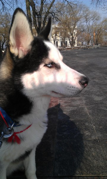 Собакочетверг