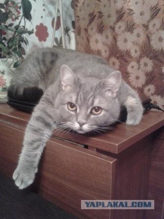 Котовторник 10.04.2012