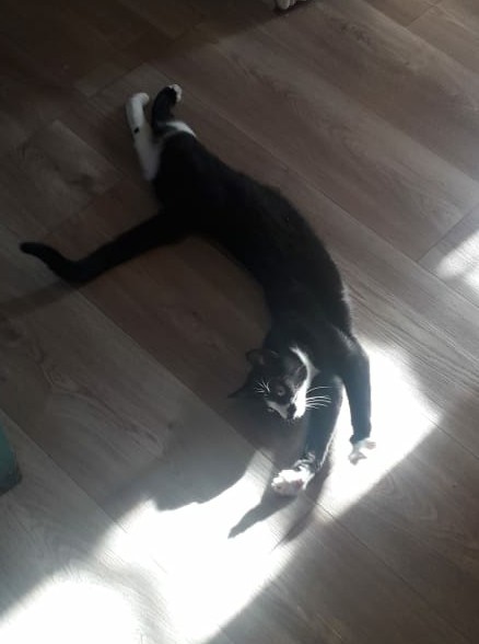 Котейка. Позитива пост. Эволюция?