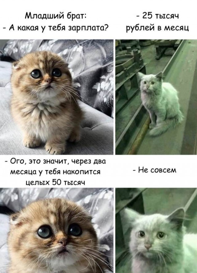Картинки с котами и про котов