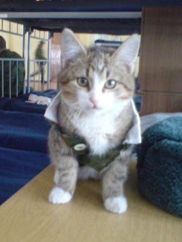 Котёнок