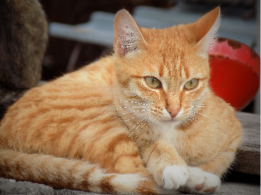 Лето и коты