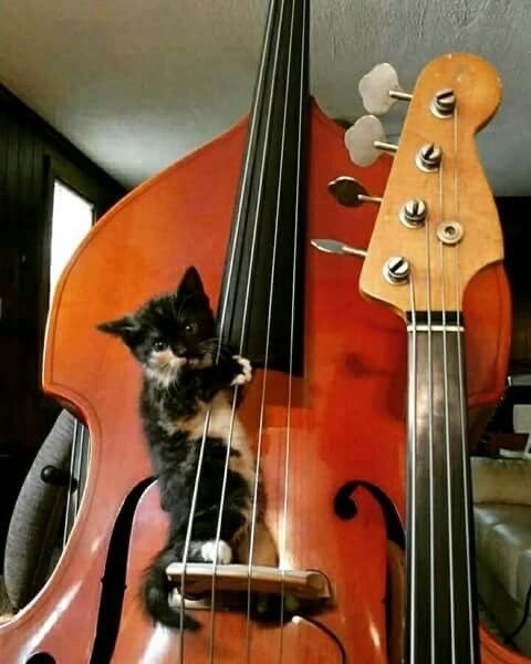 Коты-работяги