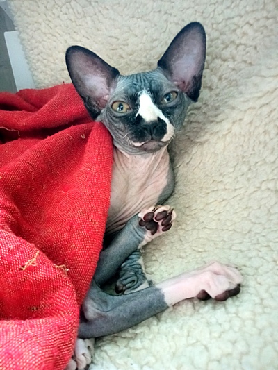 Котовторник! 16+ Коллеги-рабы, отмечаемся, у кого хозяину много лет!