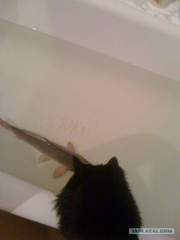 Котовторник 16.04.2013