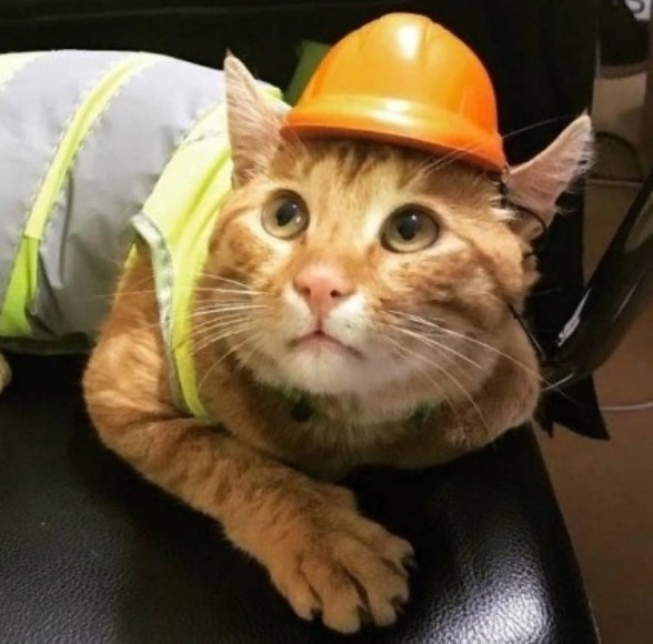 Коты на производстве