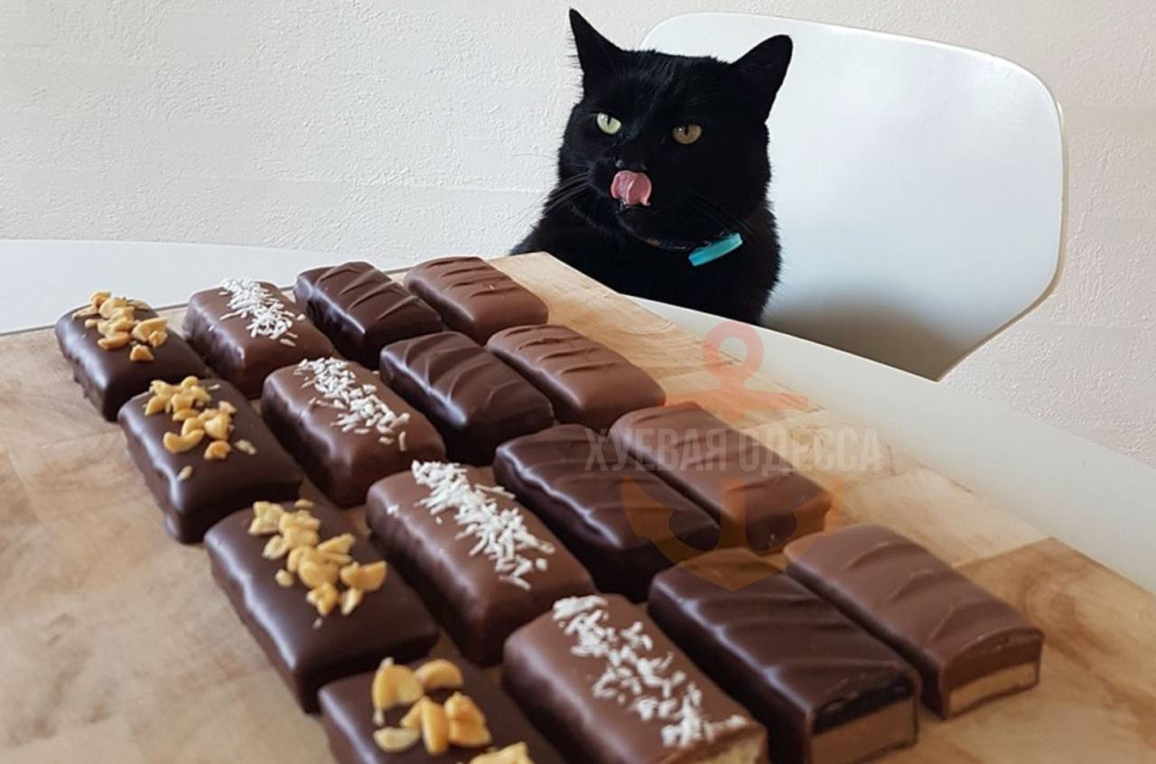 Говорящая шоколада. Конфеты котик. Котенок с шоколадкой. Кот с конфетами. Сладости для кошек.