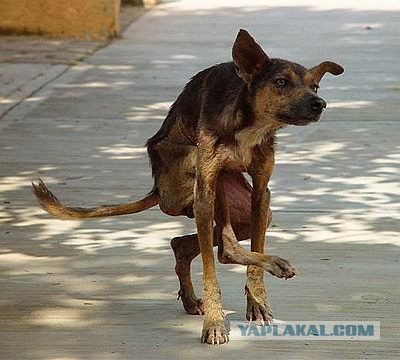 Убил питбультерьера, которого натравил хозяин