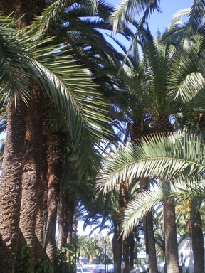 Хочу дачу на канарах!