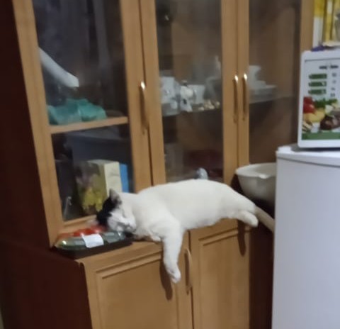 Мура, девочка, из приюта