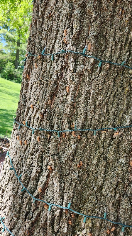 В мае из-под земли впервые за 230 лет выползет триллион насекомых. Чем это опасно?