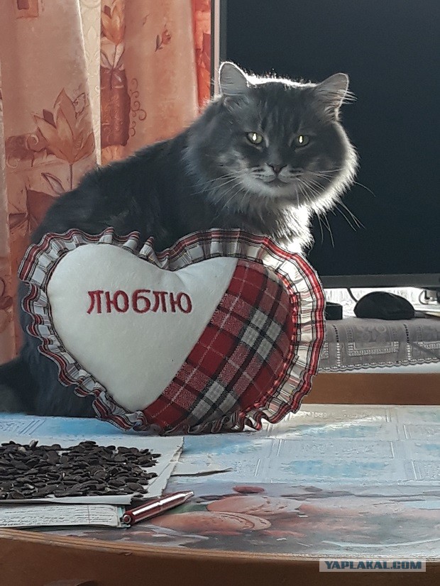 12 самых смешных котов в истории комического конкурса Comedy Pet Photography Awards
