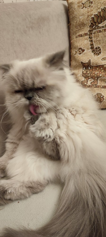 Котовторник