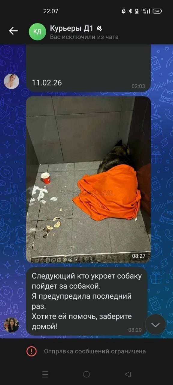 «Кто укроет собаку — пойдёт за собакой»