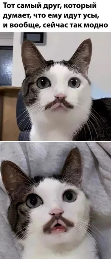 Котямбосы