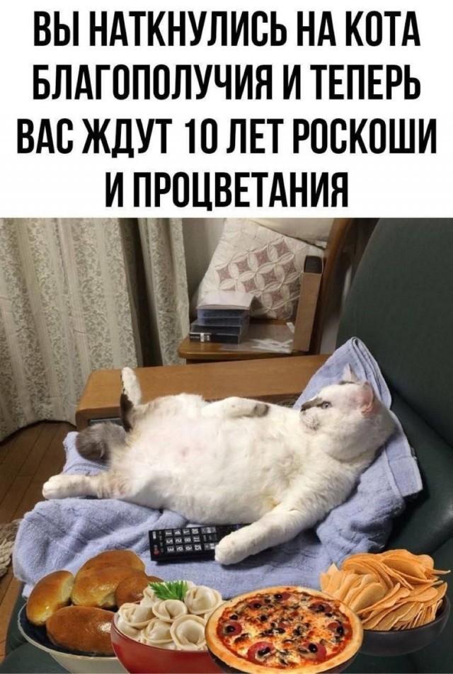 К котовторнику: подборка картинок-баянов с котиками и про котиков. Выпуск 40.