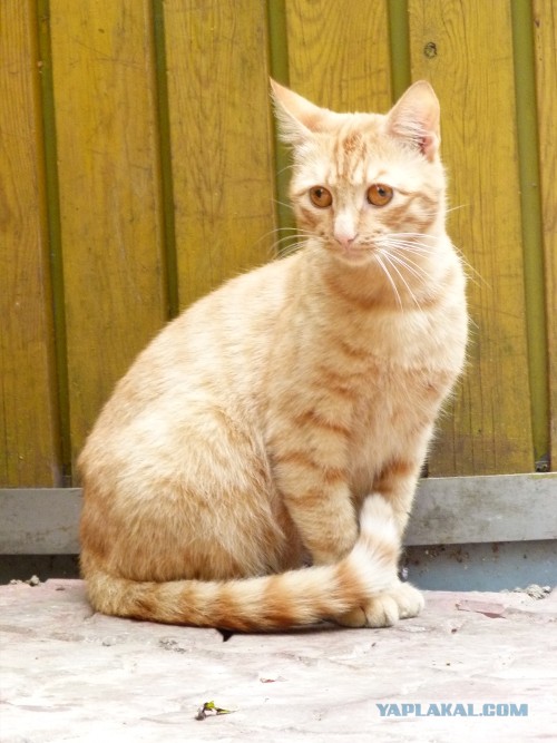 Эй, Косой! Нет, заяц, не ты!