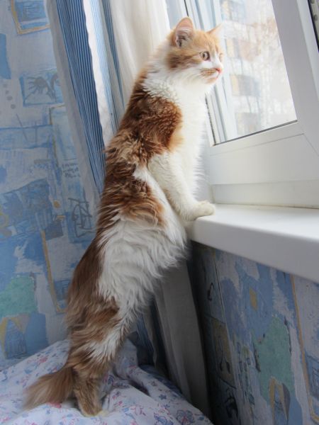 Котовторник 22.10.2013