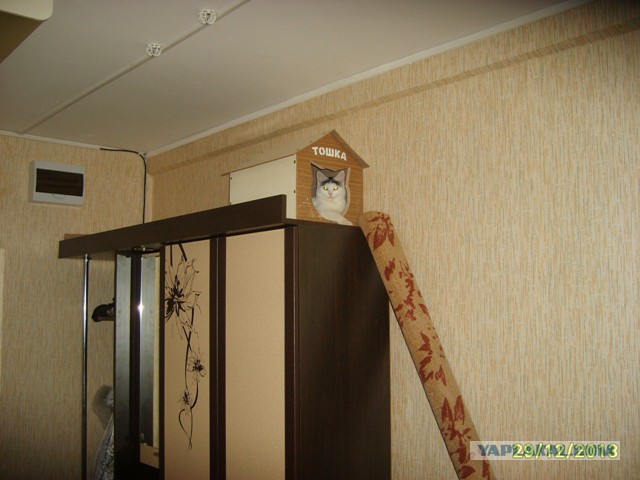 Котовторник   31.12.  2013