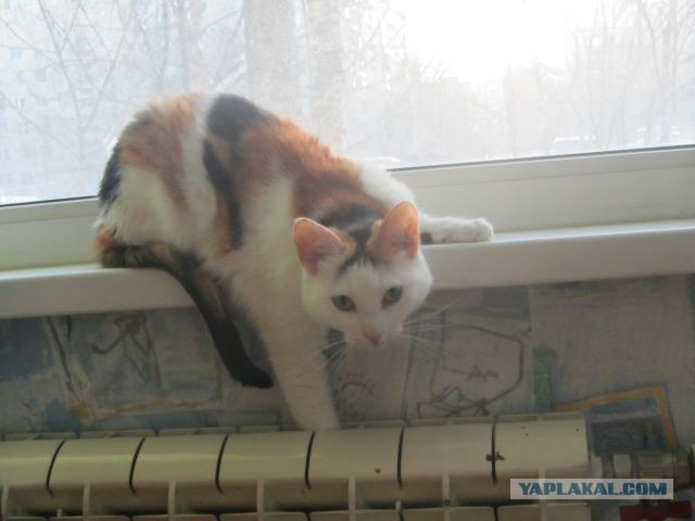 Коты ученых