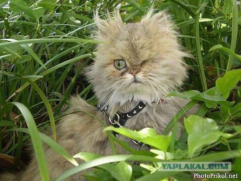 Как выглядит вареный банан?