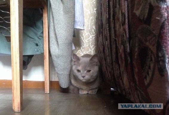 Котовторник  08.04.2014