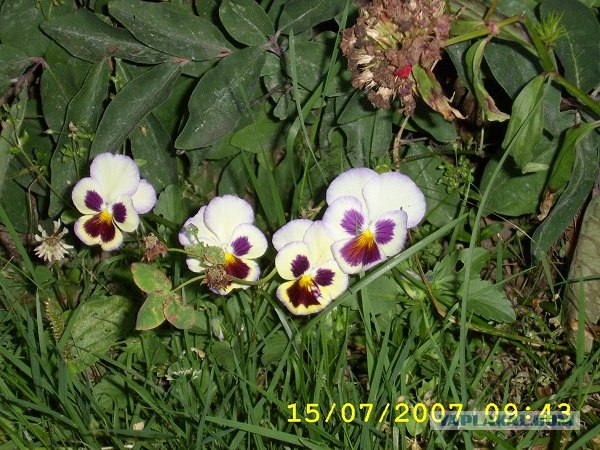 Хочу на дачу