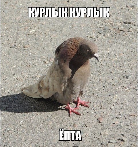 Смешные картинки и комментарии