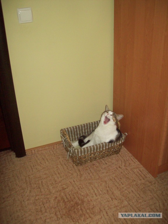 А у тебя есть фото твоей зевающей котейки ?