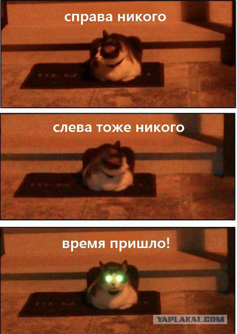 Если кота снять на тепловизор