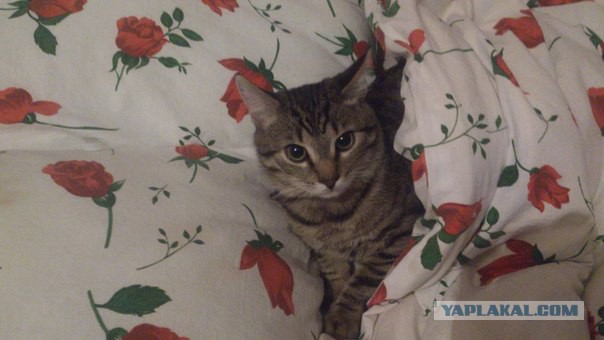 Котовторник