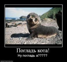 Почеши мне животик