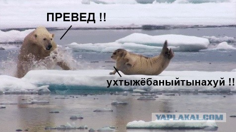 Котик просто охренел от внезапности появления