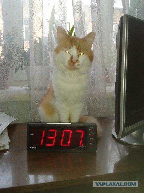 Котовторник 15.12.2015