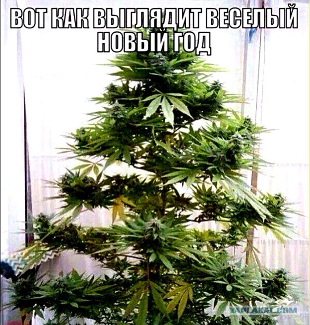 Смешные комментарии 20.12.2015