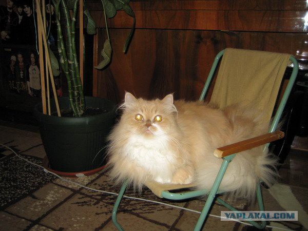 Котооо-о-о-вторник