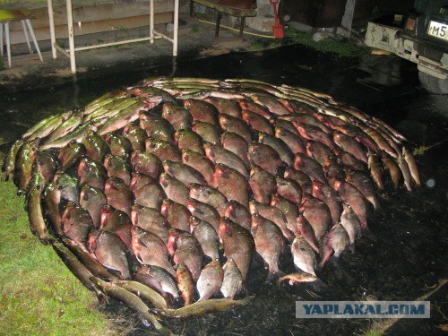 Веппский край, Южная тайга