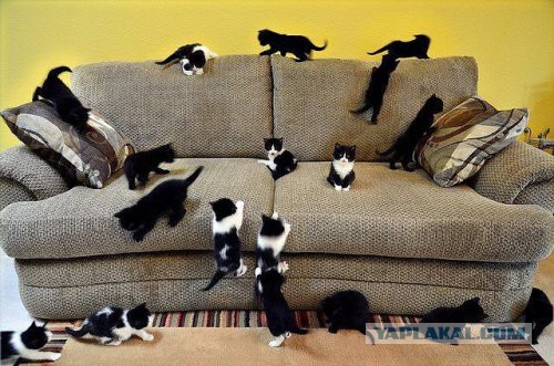 Скотинки - Животинки