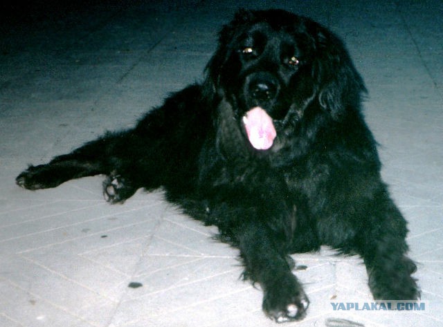 Старик